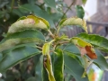 02_Prunus_Angustifolia_Mehltau-Pilz