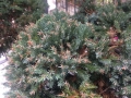 Gartenbonsai_Juniperus_Wacholder (3)