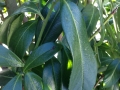 02_Kirschlorbeer_Frosttrocknis_eingerollte_Blaetter