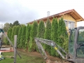 Thuja Smaragd / Lebensbaum Smarag 350-400cm