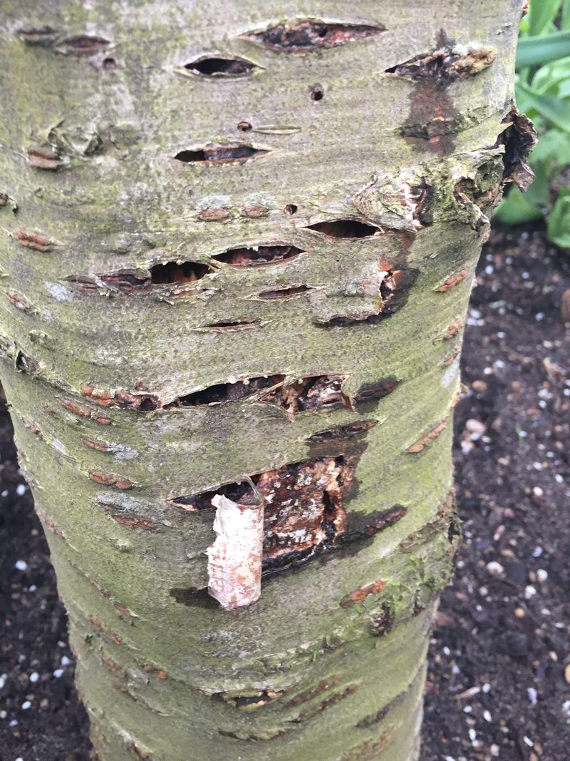Rinde kirschbaum Baumrindenschaden reparieren