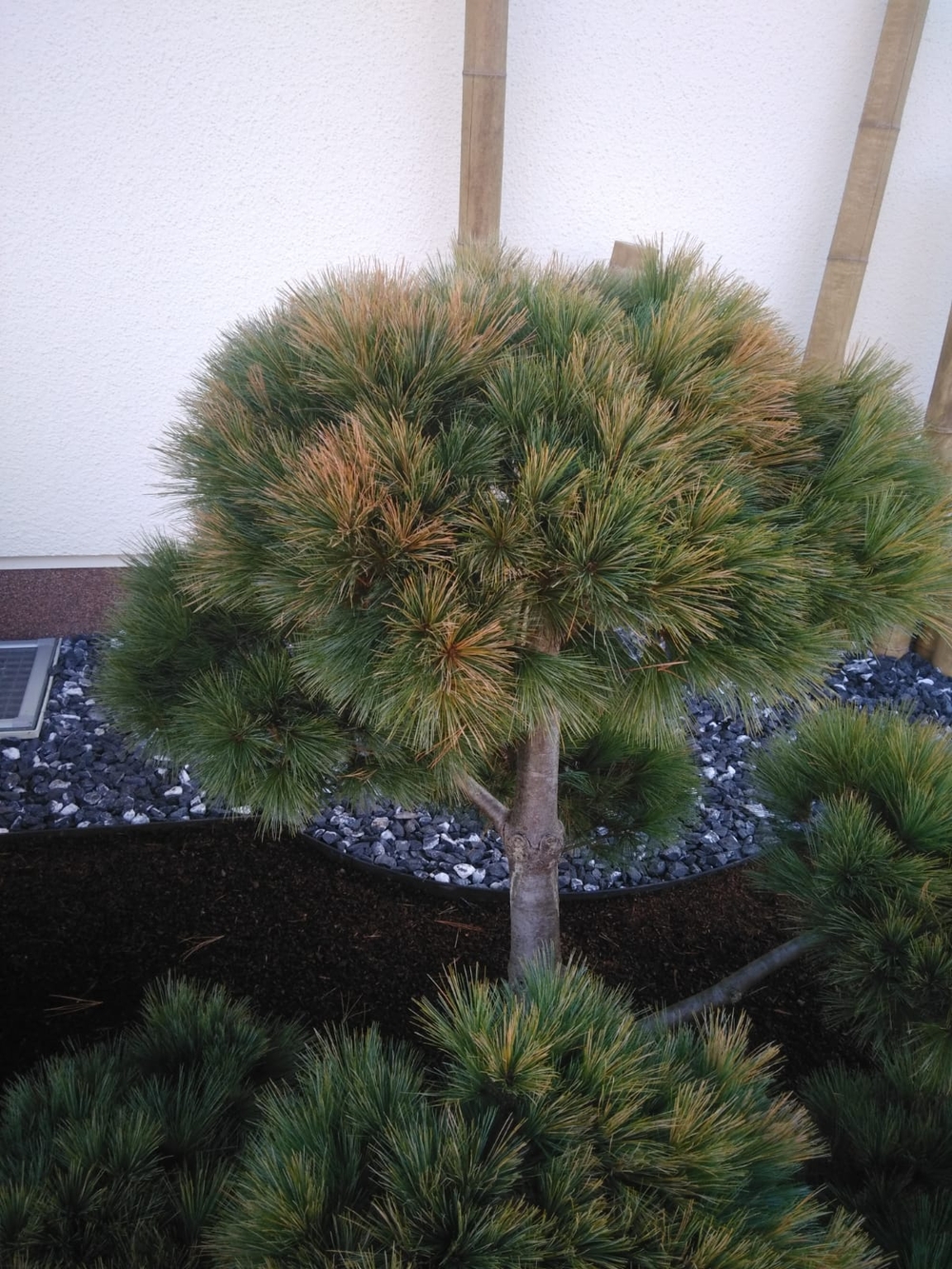 Gartenbonsai_Pinus_Strobus_Radiata (3)