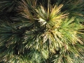 Gartenbonsai_Pinus_Strobus_Radiata (2)
