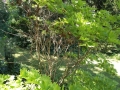 Acer_shira_aureum (1)