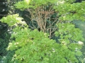 Acer_shira_aureum (2)