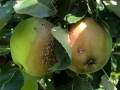 Apfel mit Fruchtfäule Monilia