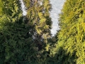 Thuja4