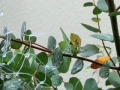 Mostgummi-Eukalyptus_2