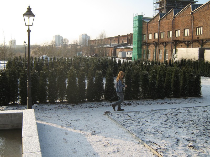 Taxus Baccata Magdeburg