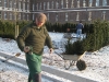 Taxus Baccata Magdeburg