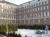 Taxus Baccata Magdeburg