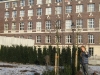 Taxus Baccata Magdeburg