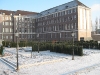 Taxus Baccata Magdeburg