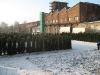 Taxus Baccata Magdeburg