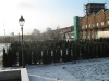 Taxus Baccata Magdeburg