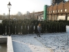 Taxus Baccata Magdeburg