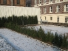 Taxus Baccata Magdeburg