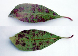 Photinia-Schaden Witterunsbedingter Blattschaden an Glanzmispel