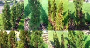 Thuja / Lebensbäume werden trotzt Wässerung braun – mögliche Ursachen und Hilfe?