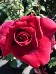 Rosen (hier die Edelrose Oklahoma) brauchen ausreichend Dünger, um die Blütenpracht auszubilden