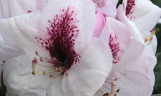 Rhododendron Hybride 'Herbstfreude' / Rhododendron 'Herbstfreude'