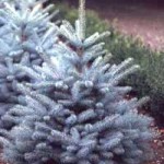  Picea pungens 'Blue Diamond' / Kegel-Blaufichte 
