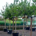 Schöner Baum für Pflanzkübel gesucht – Stammhöhe 70-80cm