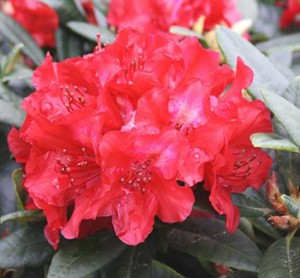 Rhododendron haematodes 'Sardana' / Rhododendron 'Sardana' 