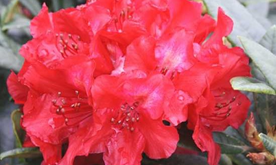 Rhododendron haematodes 'Sardana' / Rhododendron 'Sardana'