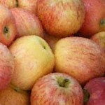 Für eine reichte Ernte sollte auch bei Apfelbäumen ein Auslichtungs-Schnitt vorgenommen werden