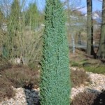 Der Juniperus communis 'Suecica' / schwedischer Säulen-Wacholder ist gut für einen Standort in Küstennähe geeignet