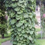 I Amerikanische Pfeifenwinde - sehr außergewöhnliche Kletterpflanze und gut für Zäune geeignet