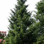 Picea omorika / Omorika-Fichte / Serbische Fichte eignet sich gut als Heckenpflanze