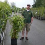 Bambus Pseudosasa japonica - ideal für einen Sichtschutz und ziemlich anspruchslos