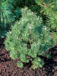 Die Pinus mugo 'Columbo' / Kegel-Bergkiefer