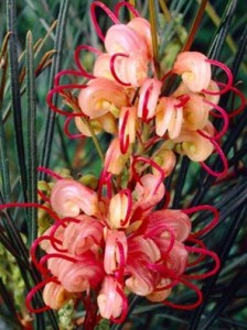 Grevillea semperflorens / Australische Silbereiche / Spinnenpflanze