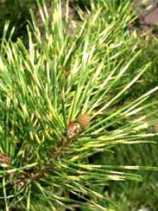 Pinus densiflora 'Oculus Draconis' / Japanische Drachenaugen-Kiefer 'Oculus Draconis'