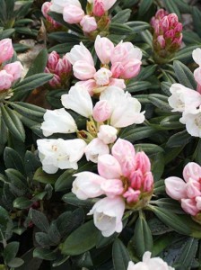 Der Rhododendron pachysanthum 'Silvervelours' / Rhododendron 'Silvervelours' zeigt im Mai seine Blütenpracht erst in Zartrosa