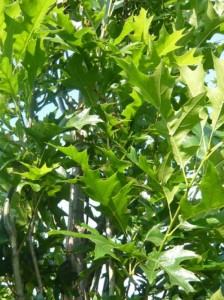 Unsere Pflanze der Woche: Quercus palustris 'Green Pillar' / Säulen-Sumpfeiche