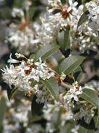 Osmanthus burkwoodii / Frühlings-Duftblüte