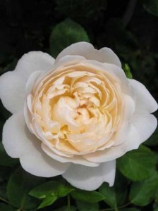 Rosa 'Glamis Castle ®' / Englische Rose 'Glamis Castle'