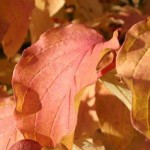 Die meisten Sorten des Roten Hartriegel - hier der Cornus sanguinea 'Winter Beauty' - haben eine tolle Herbst- & Winterfärbung