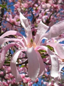 Magnolia stellata 'Rosea' / Stern-Magnolie 'Rosea'