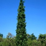 Quercus robur 'Fastigiata Koster' / Säulen-Eiche