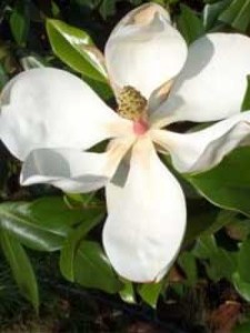 Magnolia grandiflora 'Praecox' als Hochstamm