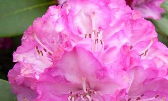 Rhododendron yakushimanum 'Blurettia'