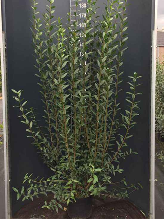 philodendron scandens ableger Philodendron Scandens main image 0