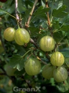Ribes uva-crispa 'Invicta' / Stachelbeere 'Invicta'