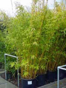 Bambus Phyllostachys 