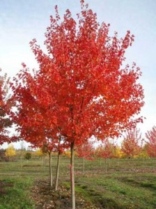 Fraxinus americana 'Autumn Applause' / Weiß-Esche 'Autumn Applause'